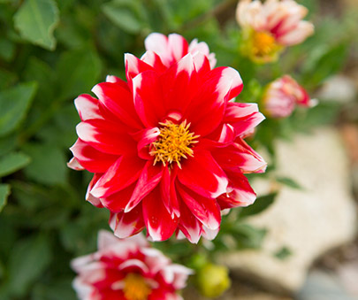 ひみつの花園