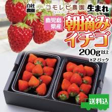 いちご販売スタート（ネット販売も予約受付中）