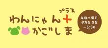 KTS「わんにゃんプラスかごしま」でご紹介頂きました（2023.4.8）