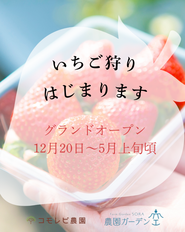 いちご狩り始まります！