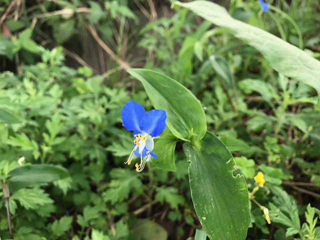 露草　ツユクサ