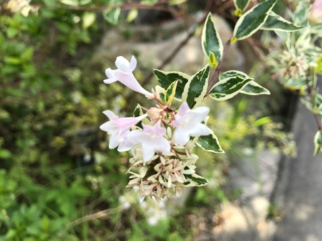 花木図鑑 ひみつの花園 公式 農園ガーデン空 ひみつの花園 コモレビ農園 テラスカフェ空 ここマルシェ