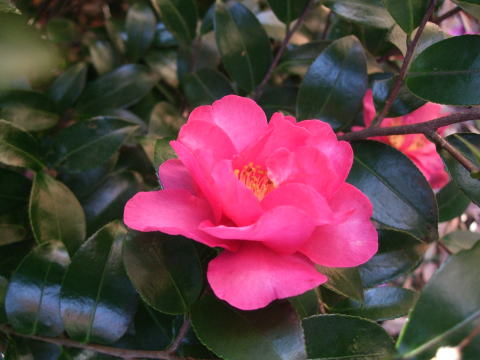 花木図鑑 ひみつの花園 公式 農園ガーデン空 ひみつの花園 コモレビ農園 テラスカフェ空 ここマルシェ