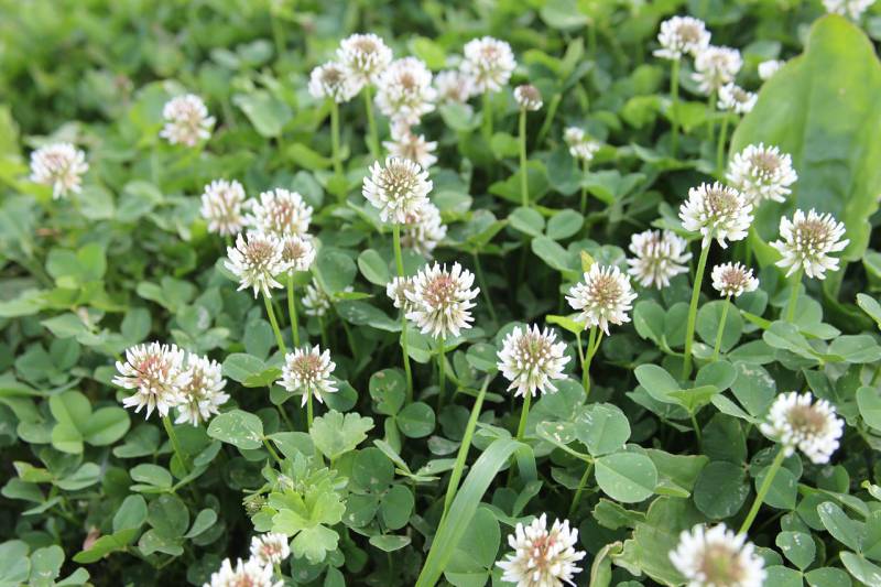 花木図鑑 ひみつの花園 公式 農園ガーデン空 ひみつの花園 コモレビ農園 テラスカフェ空 ここマルシェ