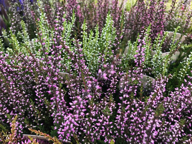 花木図鑑 ひみつの花園 公式 農園ガーデン空 ひみつの花園 コモレビ農園 テラスカフェ空 ここマルシェ