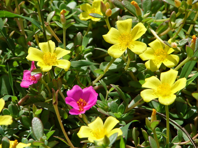 花木図鑑 ひみつの花園 松葉牡丹 マツバボタン