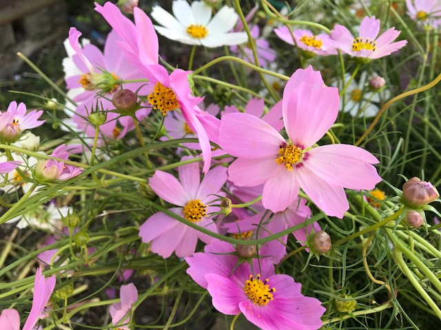 秋桜　コスモス