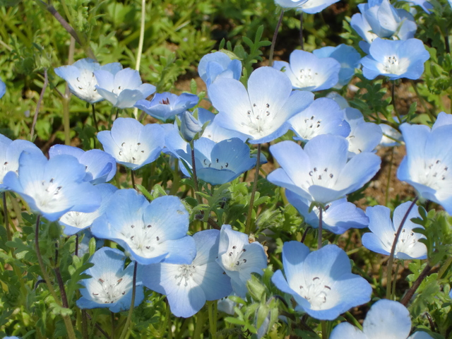 花木図鑑 ひみつの花園 公式 農園ガーデン空 ひみつの花園 コモレビ農園 テラスカフェ空 ここマルシェ