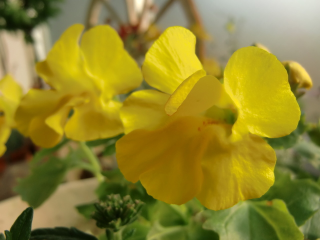 花木図鑑 ひみつの花園 公式 農園ガーデン空 ひみつの花園 コモレビ農園 テラスカフェ空 ここマルシェ