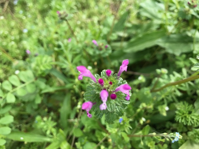 花木図鑑 ひみつの花園 公式 農園ガーデン空 ひみつの花園 コモレビ農園 テラスカフェ空 ここマルシェ