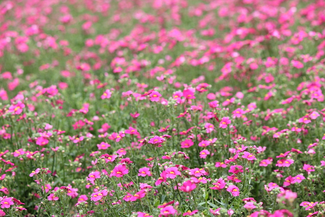 花木図鑑 ひみつの花園 公式 農園ガーデン空 ひみつの花園 コモレビ農園 テラスカフェ空 ここマルシェ