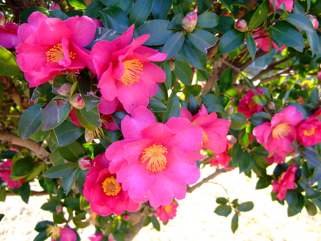 花木図鑑 ひみつの花園 公式 農園ガーデン空 ひみつの花園 コモレビ農園 テラスカフェ空 ここマルシェ