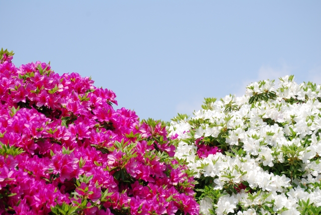 花木図鑑 ひみつの花園 公式 農園ガーデン空 ひみつの花園 コモレビ農園 テラスカフェ空 ここマルシェ