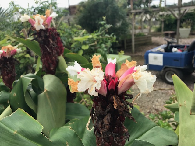 花縮紗　ハナシュクシャ