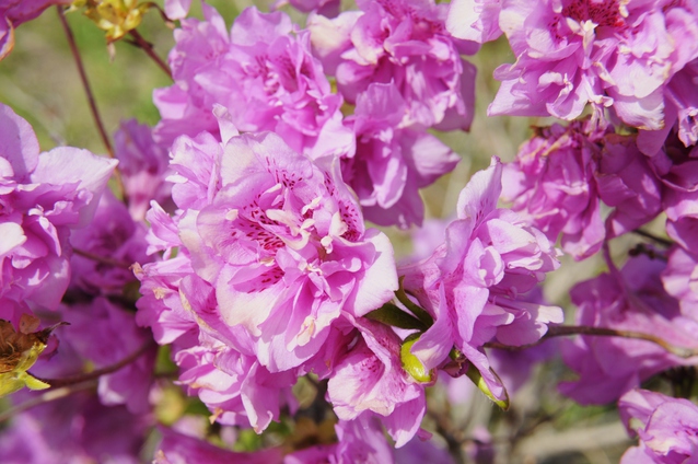 花木図鑑 ひみつの花園 公式 農園ガーデン空 ひみつの花園 コモレビ農園 テラスカフェ空 ここマルシェ