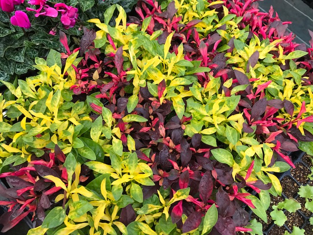 花木図鑑 ひみつの花園 公式 農園ガーデン空 ひみつの花園 コモレビ農園 テラスカフェ空 ここマルシェ