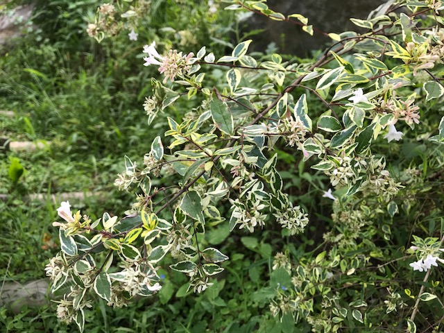 花木図鑑 ひみつの花園 公式 農園ガーデン空 ひみつの花園 コモレビ農園 テラスカフェ空 ここマルシェ