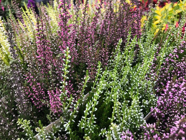 花木図鑑 ひみつの花園 公式 農園ガーデン空 ひみつの花園 コモレビ農園 テラスカフェ空 ここマルシェ