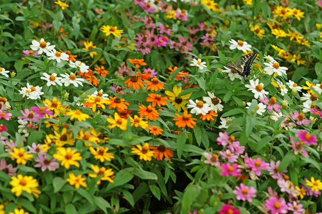 花木図鑑 ひみつの花園 公式 農園ガーデン空 ひみつの花園 コモレビ農園 テラスカフェ空 ここマルシェ