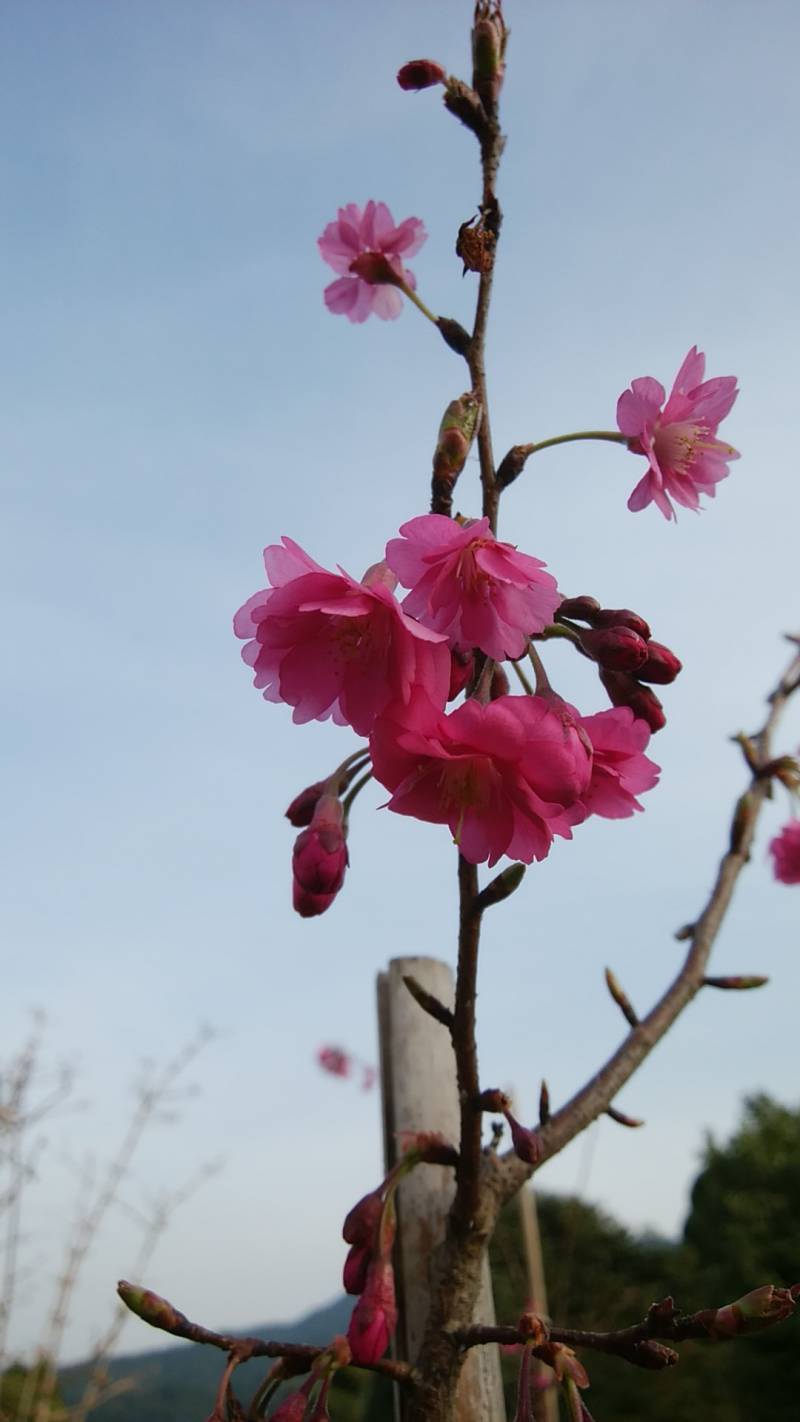 花木図鑑 ひみつの花園 公式 農園ガーデン空 ひみつの花園 コモレビ農園 テラスカフェ空 ここマルシェ