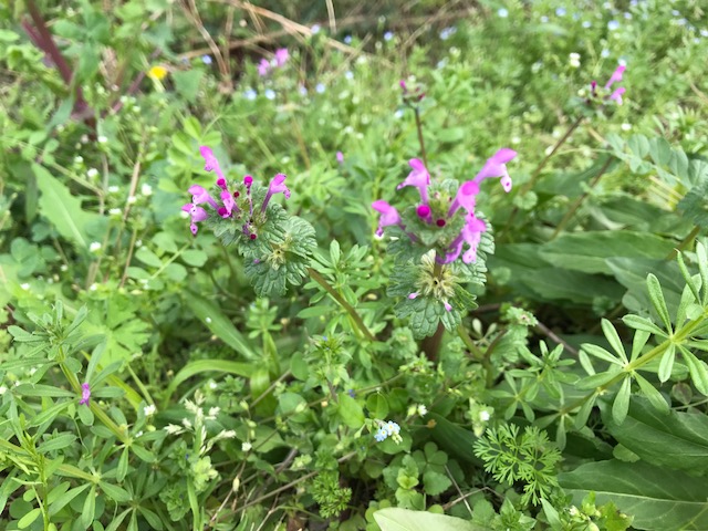 花木図鑑 ひみつの花園 公式 農園ガーデン空 ひみつの花園 コモレビ農園 テラスカフェ空 ここマルシェ