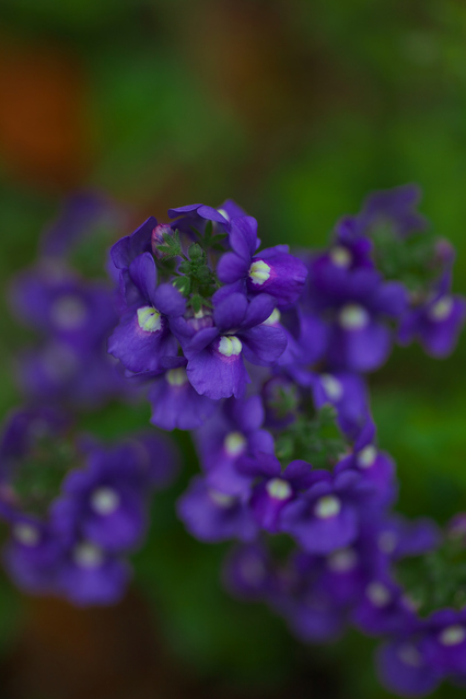 花木図鑑 ひみつの花園 公式 農園ガーデン空 ひみつの花園 コモレビ農園 テラスカフェ空 ここマルシェ